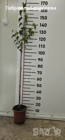 Бяла бреза/Betula pendula , снимка 2 - Градински цветя и растения - 56274597