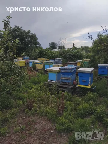 Пчелни семейства в кошери ДБ, снимка 4 - За пчели - 56267884