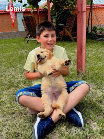 Голден Ретривар тарсим Дама , снимка 8 - Голдън ретривър - 53149860