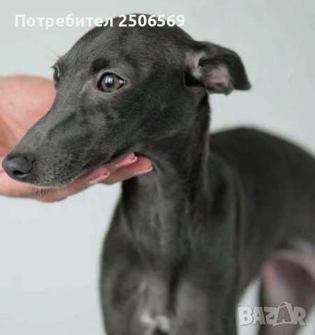 Продавам кученца италианска хрътка, снимка 2 - Хрътка - 52861468