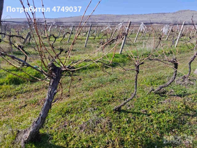 Земеделска земя - лозе