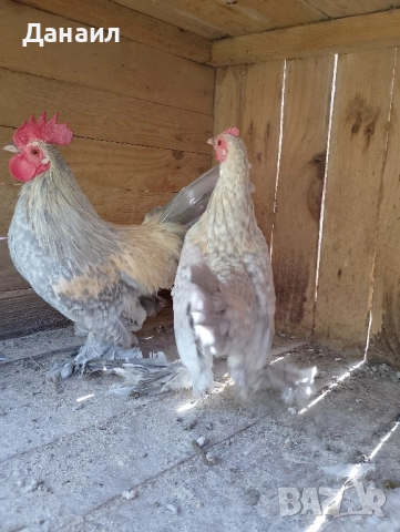 Холандска гащата, снимка 5 - други­ - 52245765