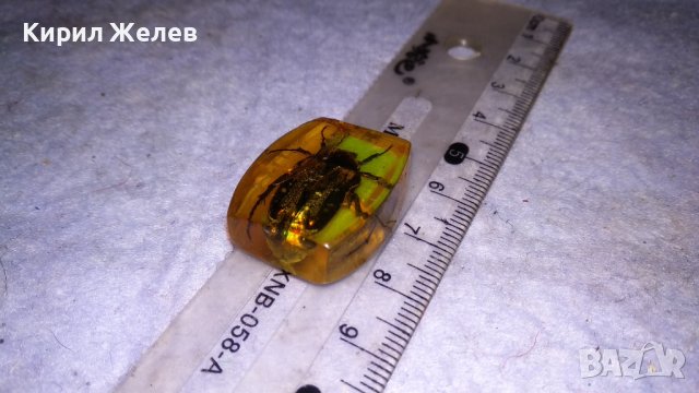 ИСТИНСКИ МАЙСКИ БРЪМБАР ПРЕПАРИРАН в БЛОКЧЕ СМОЛА - За КОЛЕКЦИЯ 34556, снимка 5 - Колекции - 39075637