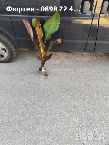 Банановото дърво на Абисиния - Червен Банан или етиопски банан Цена 32лв, снимка 6 - Разсади - 51148296