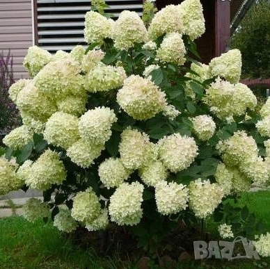 Хортензии за слънце, снимка 8 - Градински цветя и растения - 51461220