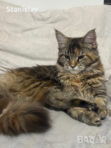 Котенца Мейн Куун, снимка 3 - Мейн кун - 50967412