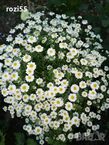 Продавам многогодишни студоустойчиви цветя от моята градина на гол корен., снимка 2 - Градински цветя и растения - 49873504