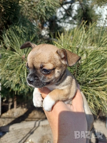 Чистокръвни чихуахуа , снимка 8 - Чихуахуа - 53837651