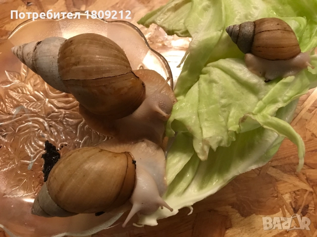 АХАТИНА, снимка 6 - Други - 52380258