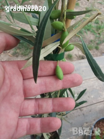 Маслина- Налични 3  сорта  , снимка 5 - Градински цветя и растения - 31773467