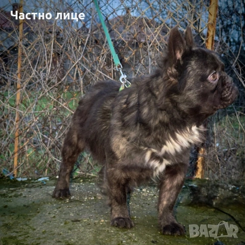 Fluffy френски булдог , снимка 3 - Френски булдог - 53500470