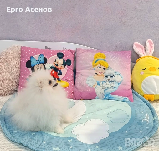 Мини померан на три месеца, снимка 3 - Померан - 53697310