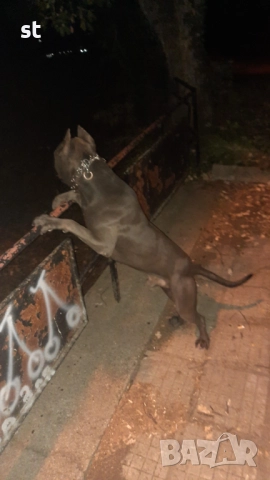 За разплод , снимка 1