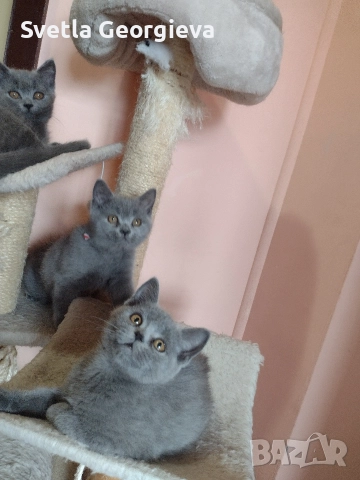 Коледни британчета., снимка 4 - Британска късокосместа - 52882277