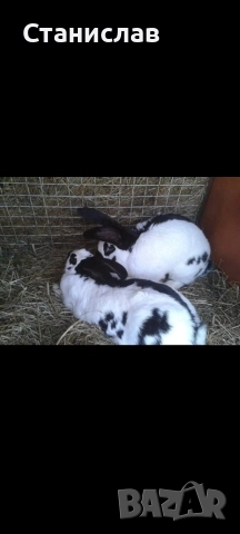 Зайци , пеперуда и калифорниици, снимка 2 - Други - 52964681