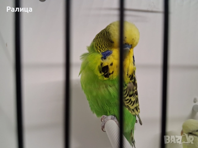 Изложбени вълнисти, снимка 3 - Папагали - 51584676