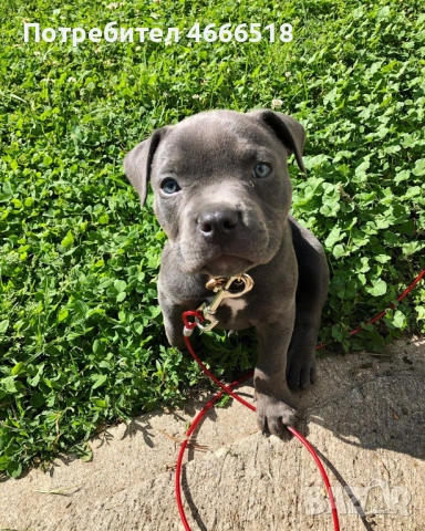 Питбул кученца, снимка 3 - Питбул - 53474859