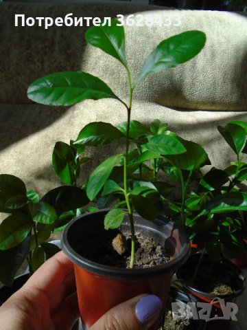 Как да намерим мандаринови дръвчета едногодишни и двугодишни фиданки, снимка 3 - Стайни растения - 41908290