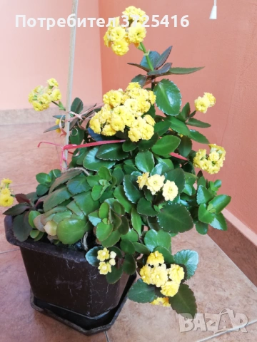 Цвете каланхое, снимка 5 - Стайни растения - 53538502