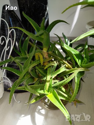 Алое вера – растения различни големини!, снимка 2 - Градински цветя и растения - 41711781