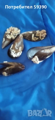 Мидени черупки от Италия , снимка 4 - Други стоки за дома - 50462722