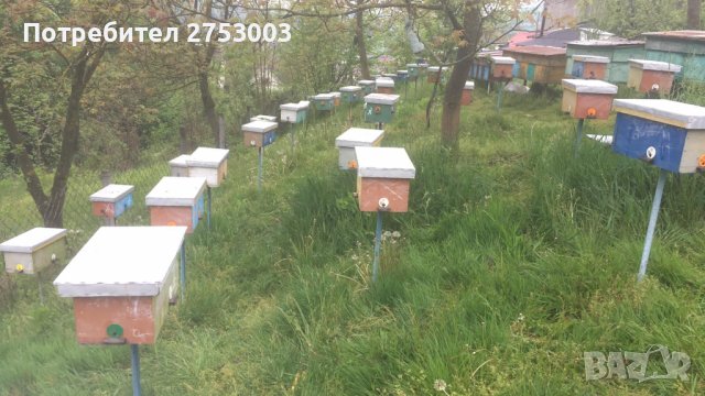 ОПЛОДЕНИ Пчелни майки със Записване - Карпатка и Карника - 2026 ЗАПИСВАНЕ, снимка 4 - За пчели - 40274783