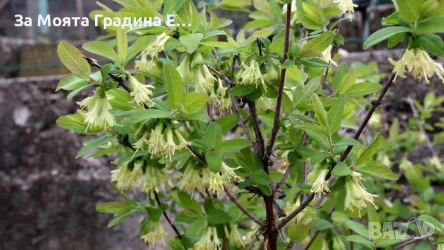 Лоницера Камчатка - Lonicera , снимка 5 - Градински цветя и растения - 49765585