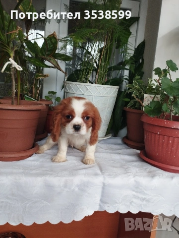 Кавалер Кинг Чарлз Шпаньол , снимка 6 - Кавалер кинг чарлз шпаньол - 52669127