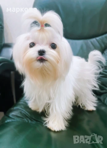 Зоомaгазин Роди, снимка 5 - Други - 50937174