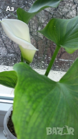 Продавам Цветя Кала за дома - големи, снимка 2 - Разсади - 36583992