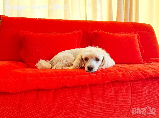 Среден пудел с родословие търси приятелка, снимка 2 - Пудели - 51456182