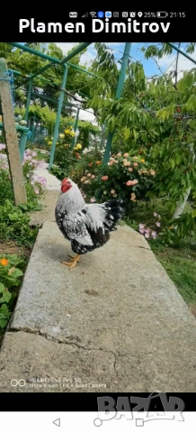 Виандот Сребърен оплодени яйца , снимка 7 - други­ - 53828757