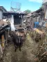 Продавам Три броя млечни кози , снимка 1