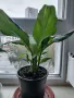 Цветя Спатифилум - в начало на цъфтеж, 6 броя налични, снимка 7