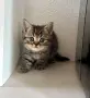 Британски късокосмести - кафяво таби, снимка 5