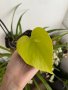 Neon Pothos/Epipremnum neon, снимка 1 - Стайни растения - 39706150