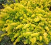 Седум  Анджелина, Sedum rupestre Angelina, снимка 2