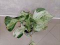 Епипремнум /Epipremnum aureum happy leaf/, снимка 1 - Стайни растения - 41421522