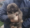 Кавказка овчарка, снимка 3