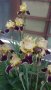 Продавам луковици на цветя Ирис, снимка 17