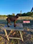 Немски курцхаар , снимка 5