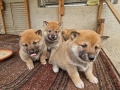 Продавам кученца Шиба Ину, снимка 7