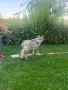 Чехословашки вълчак, снимка 13