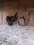 Чифт серам-миналогодишни птици., снимка 3