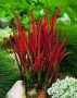Императа Червен Барон, Imperata 'Red Baron', Декоративна трева, снимка 1