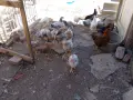 пилета старозагорска кръстоска , снимка 1
