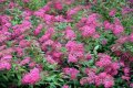 Spiraea japonica 'Anthony Waterer' Спирея 'Anthony Waterer', снимка 3