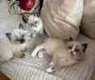 породисти котенца, снимка 3