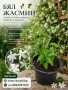 Бял жасмин - Ароматен, градински , снимка 3