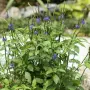 Stachytarpheta Стахитарпета екзотично растение , снимка 1